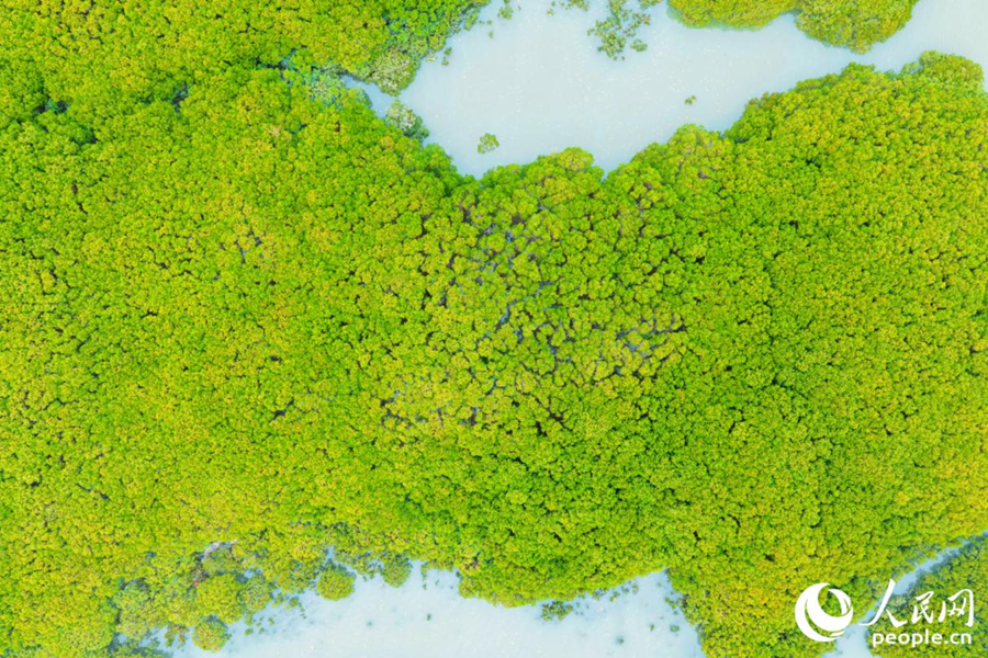 Foto menunjukkan hutan bakau di sepanjang Sungai Luoyang di Quanzhou, provinsi Fujian, tenggara China. (People's Daily Online/Li Weiyi)