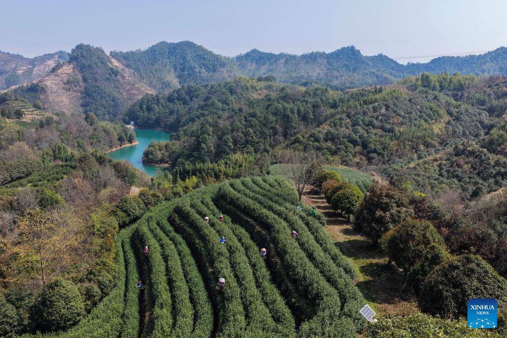 Foto dron bertarikh 10 Mac 2026 menunjukkan petani memetik daun teh musim bunga di sebuah kebun teh di kaunti Wuyi, bandar Jinhua, provinsi Zhejiang, timur China. (Xinhua/Xu Yu)