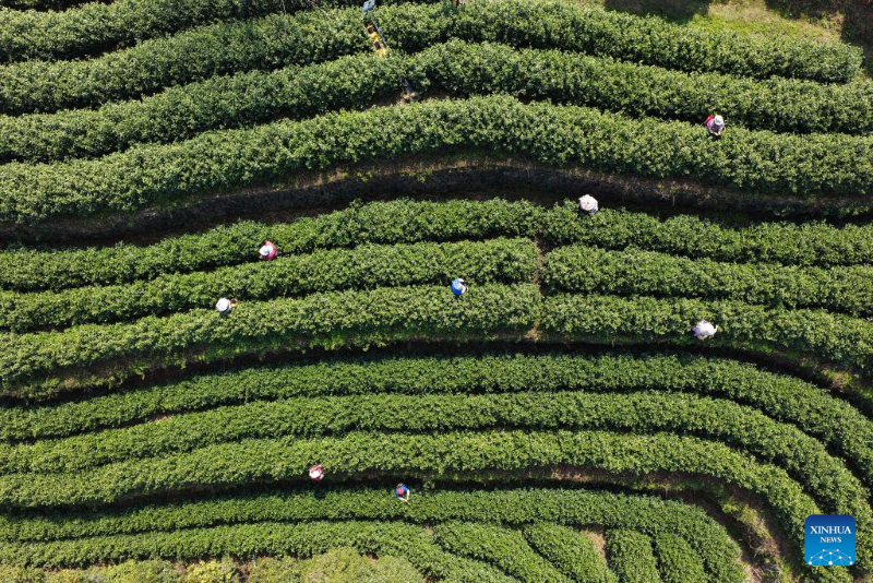 Foto dron bertarikh 10 Mac 2026 menunjukkan petani memetik daun teh musim bunga di sebuah kebun teh di kaunti Wuyi, bandar Jinhua, provinsi Zhejiang, timur China. (Xinhua/Xu Yu)