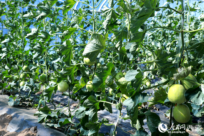 Foto menunjukkan timbikai di dalam rumah hijau di sebuah taman demonstrasi pertanian moden di kaunti Maizhokunggar, Lhasa, wilayah Tibet di barat daya China. (People's Daily Online/Wu Yuren)