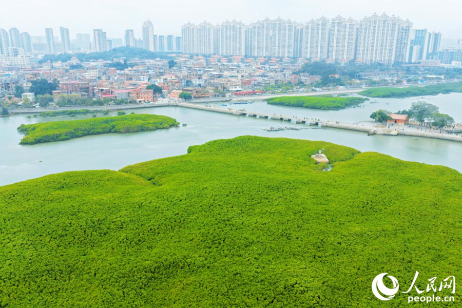 Foto menunjukkan pemandangan udara pokok bakau di kedua-dua belah Jambatan Luoyang di Quanzhou, provinsi Fujian, tenggara China. (People's Daily Online/Li Weiyi)