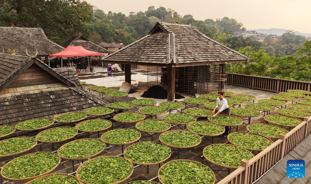 Foto dron ini menunjukkan seorang petani memilih daun teh di kampung Jingmai, kaunti Lancang, bandar Pu’er di provinsi Yunnan, barat daya China, 26 Mac 2026. (Liang Zhiqiang/Xinhua)
