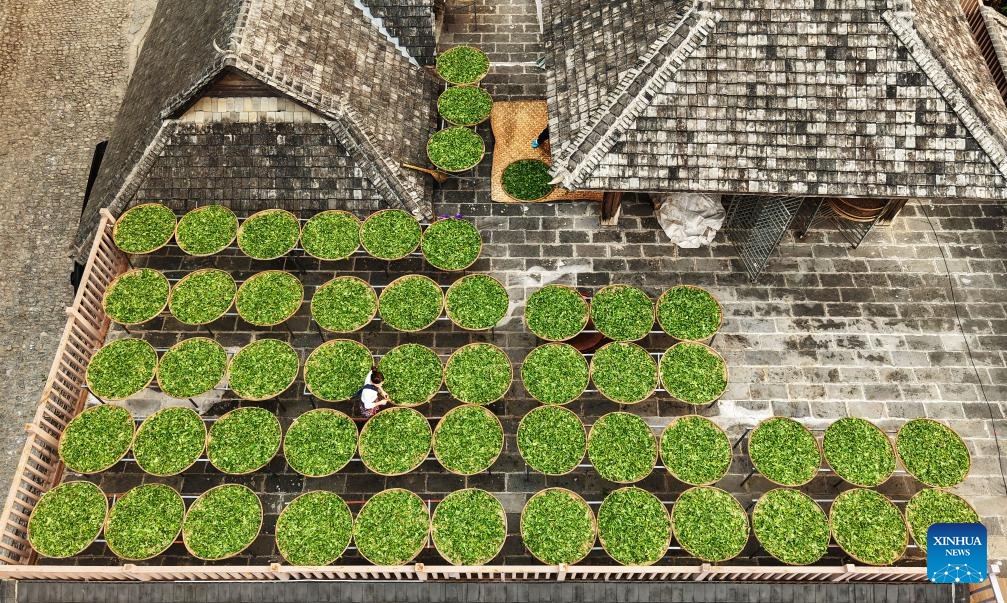 Foto dron bertarikh 26 Mac 2026 menunjukkan daun teh sedang dikeringkan di kampung Jingmai, kaunti Lancang, bandar Pu’er di provinsi Yunnan, barat daya China. (Liang Zhiqiang/Xinhua)