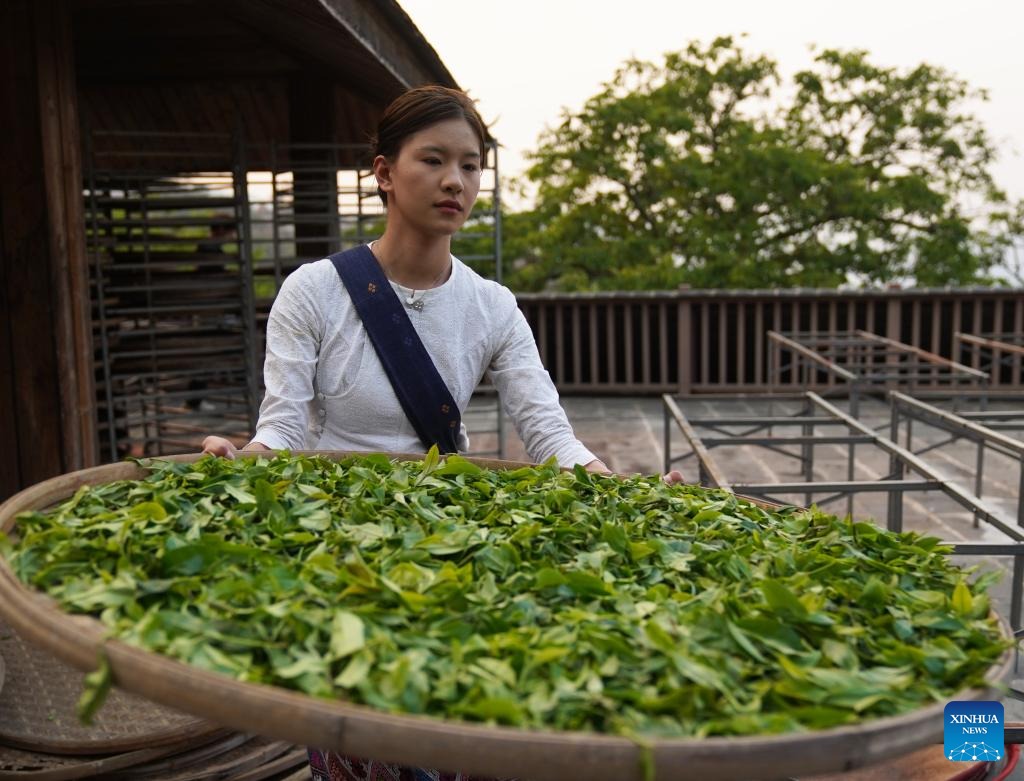 Seorang petani meletakkan dauh teh yang hendak dikeringkan di kampung Jingmai, kaunti Lancang, bandar Pu’er di provinsi Yunnan, barat daya China, 26 Mac 2026. (Liang Zhiqiang/Xinhua)