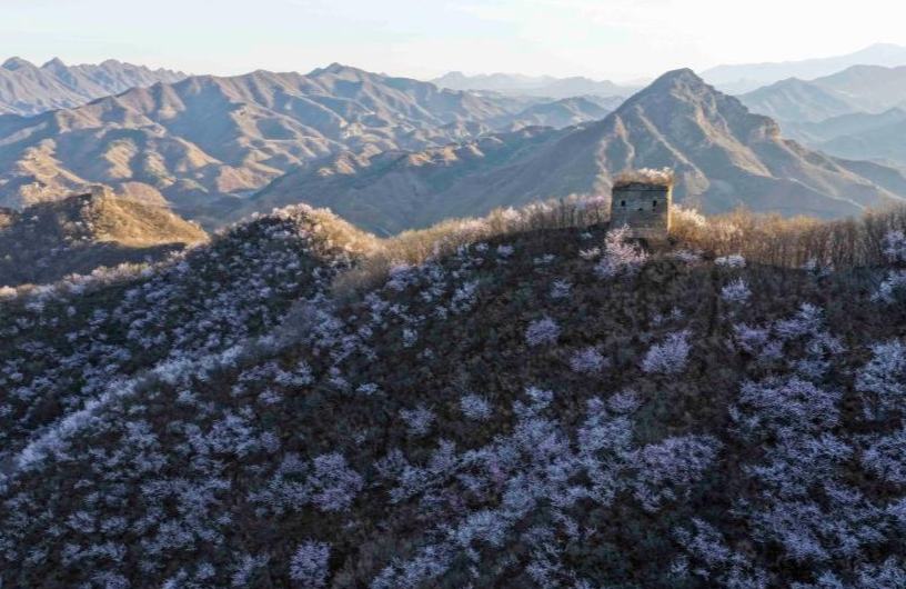 Panorama Musim Bunga Tembok Besar di Qianxi