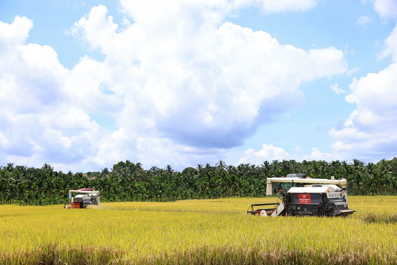Jentera menuai padi di kampung Moqiao, pekan Hongqi, daerah Qionshan, bandar Haikou, provinsi Hainan, selatan China. (Foto ihsan Hainan Wutianjia Agricultural Development Co., Ltd.)