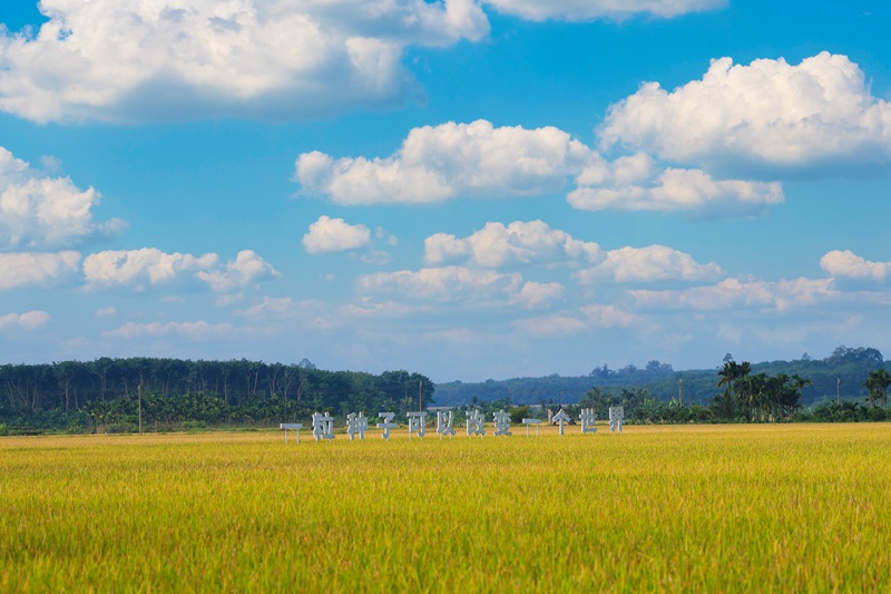 Foto menunjukkan sawah padi di kampung Moqiao, pekan Hongqi, daerah Qionshan, bandar Haikou, provinsi Hainan, selatan China. (Foto ihsan Hainan Wutianjia Agricultural Development Co., Ltd.)