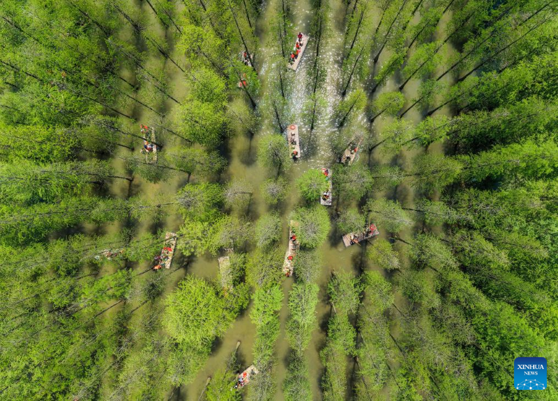 Foto dron pada 4 Mei 2026 menunjukkan pengunjung di Kawasan Peranginan Tanah Basah Tasik Hongze di kaunti Sihong, provinsi Jiangsu, timur China. (Xu Changliang/Xinhua)