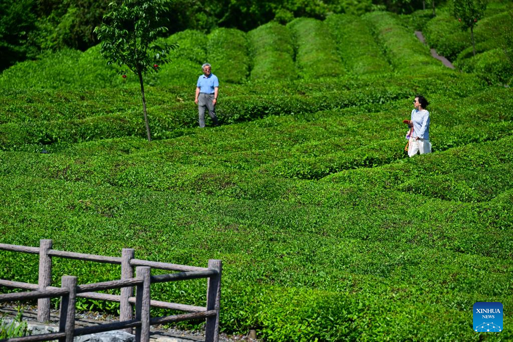 Pelancong bersantai di sebuah kebun teh di kampung Luxi, kaunti Jingde, bandar Xuancheng di provinsi Anhui, timur China, 16 Mei 2026. (Xinhua/Zhou Mu)