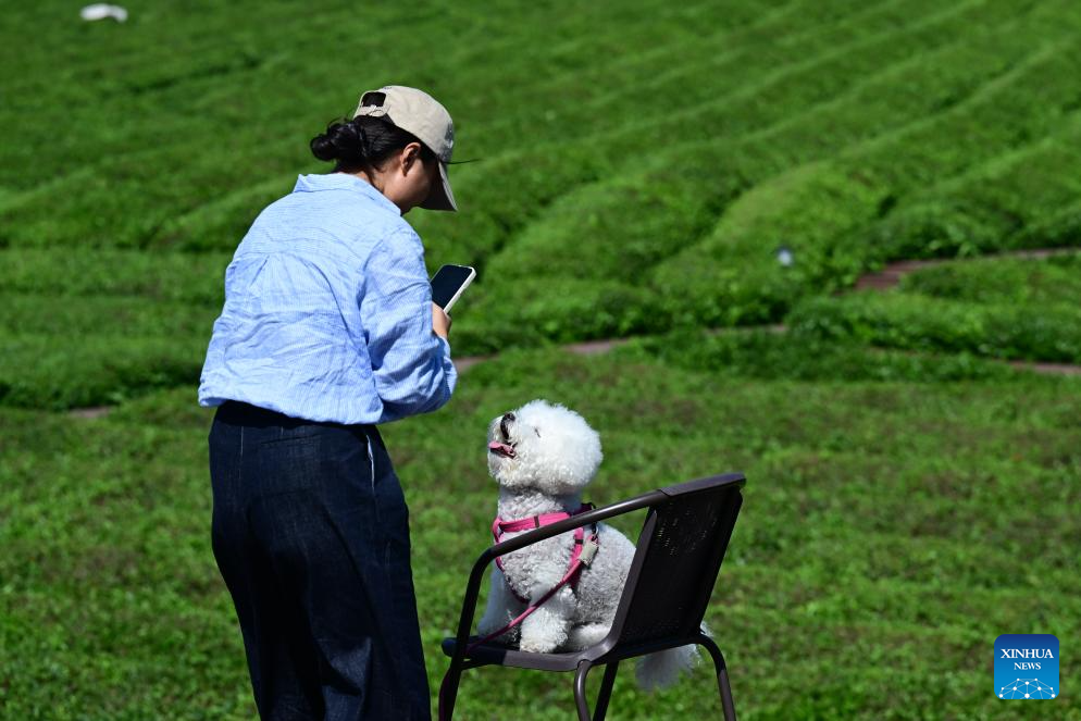 Seorang pelancong bersama anjingnya di sebuah kebun teh di kampung Luxi, kaunti Jingde, bandar Xuancheng di provinsi Anhui, timur China, 16 Mei 2026. (Xinhua/Zhou Mu)