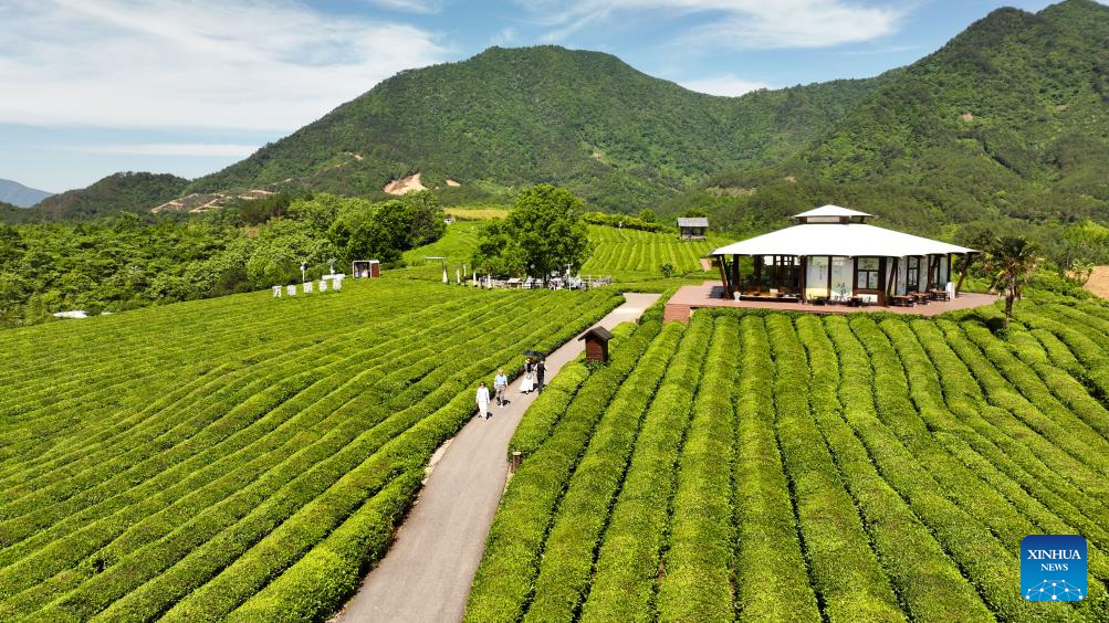 Foto dron bertarikh 16 Mei 2026 menunjukkan pelancong melawat kebun teh di kampung Luxi, kaunti Jingde, bandar Xuancheng di provinsi Anhui, timur China. (Xinhua/Zhou Mu)