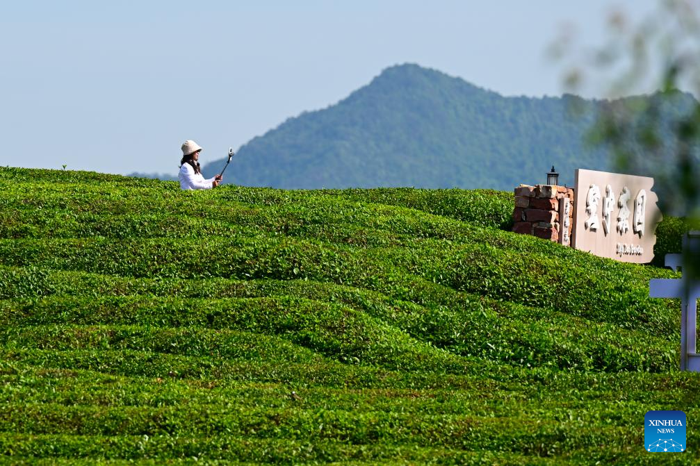 Pelancong bersantai di sebuah kebun teh di kampung Luxi, kaunti Jingde, bandar Xuancheng di provinsi Anhui, timur China, 16 Mei 2026. (Xinhua/Zhou Mu)