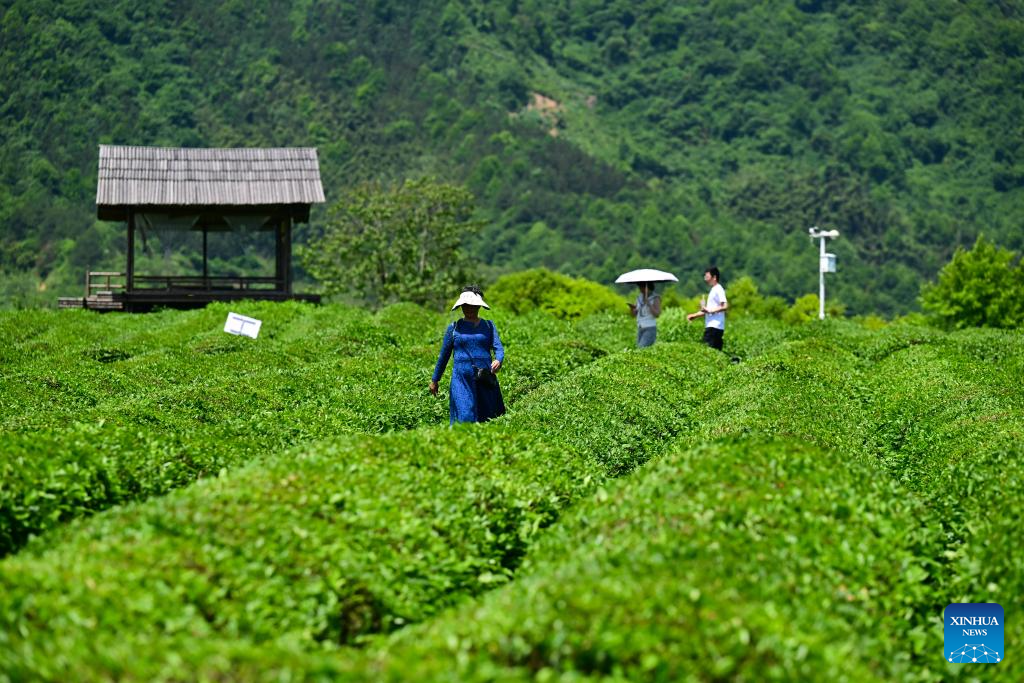 Pelancong bersantai di sebuah kebun teh di kampung Luxi, kaunti Jingde, bandar Xuancheng di provinsi Anhui, timur China, 16 Mei 2026. (Xinhua/Zhou Mu)