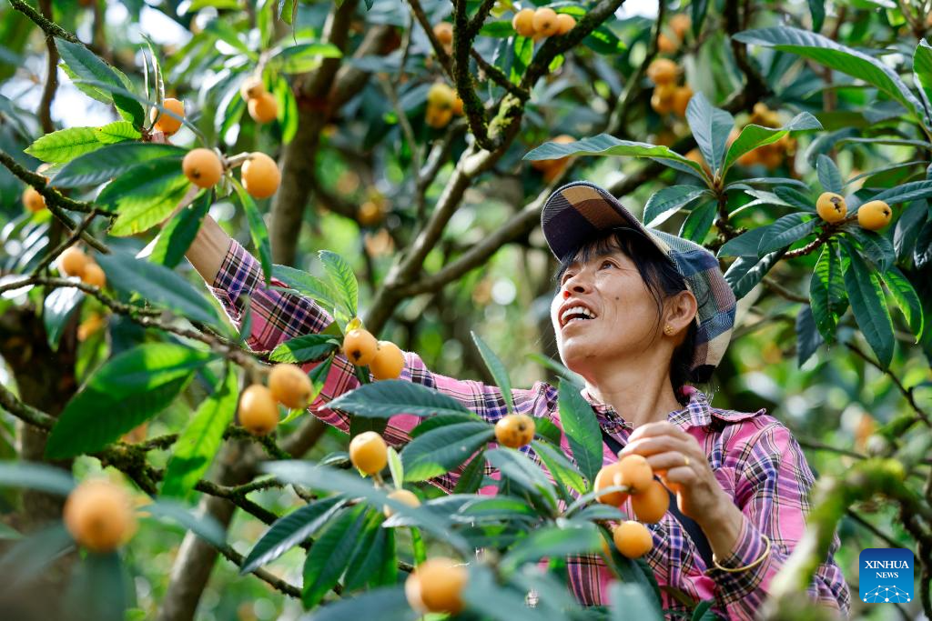 Seorang petani memetik lokuat di kampung Zhangtan, kaunti Shexian, bandar Huangshan di provinsi Anhui, timur China, 18 Mei 2026. (Foto oleh Shi Yalei/Xinhua)