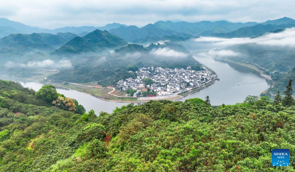 Foto dron bertarikh 22 Mei 2026 menunjukkan sebuah ladang lokuat di tebing sungai Xin’an di kaunti Shexian, bandar Huangshan di provinsi Anhui, timur China. (Foto oleh Zheng Hong/Xinhua)