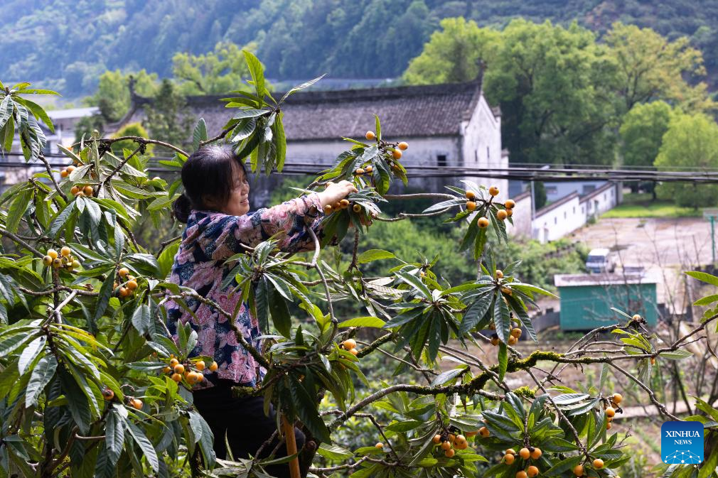 Petani mengangkut lokuat untuk dijual di kampung Zhangtan, kaunti Shexian, bandar Huangshan di provinsi Anhui, timur China, 21 Mei 2026. (Foto oleh Zhang Duan/Xinhua)