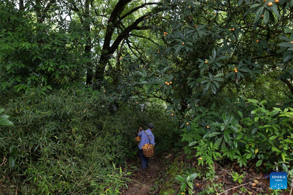 Petani mengangkut lokuat yang baru dipetik di kampung Miantan, kaunti Shexian, bandar Huangshan di provinsi Anhui, timur China, 21 Mei 2026. (Foto oleh Zhang Duan/Xinhua)