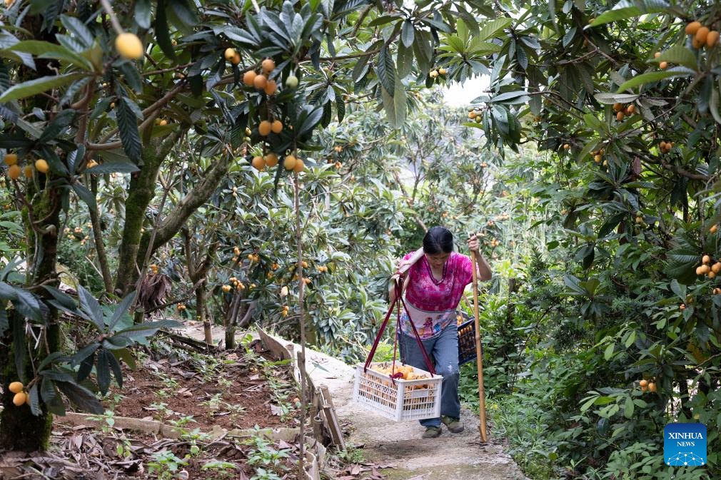 Petani mengangkut lokuat yang baru dipetik di kampung Miantan, kaunti Shexian, bandar Huangshan di provinsi Anhui, timur China, 21 Mei 2026. (Foto oleh Zhang Duan/Xinhua)