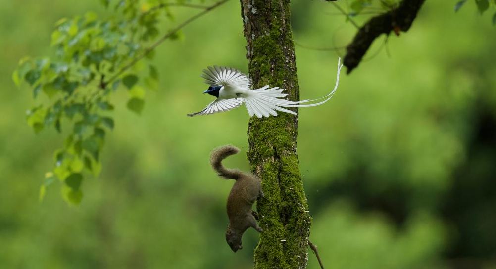 Burung Seriwang Asia Tumpuan Pemerhati Burung di Huangshan