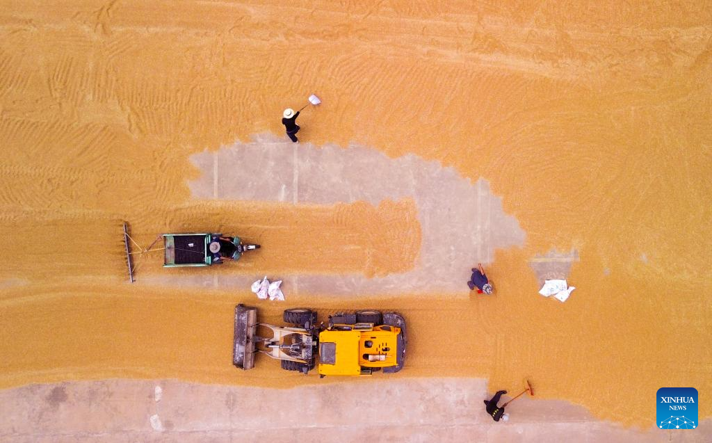 Foto dron bertarikh 10 Jun 2026 ini menunjukkan petani mengeringkan gandum yang dituai di pekan Zhangzhuang, kaunti Yinan, provinsi Shandong, timur China. Setakat 9 Jun, kesemuanya 233 juta mu (15.53 juta hektar) gandum telah dituai di merata China, iaitu 68.54 peratus daripada keseluruhan kerja menuai. (Xinhua/Xu Suhui)
