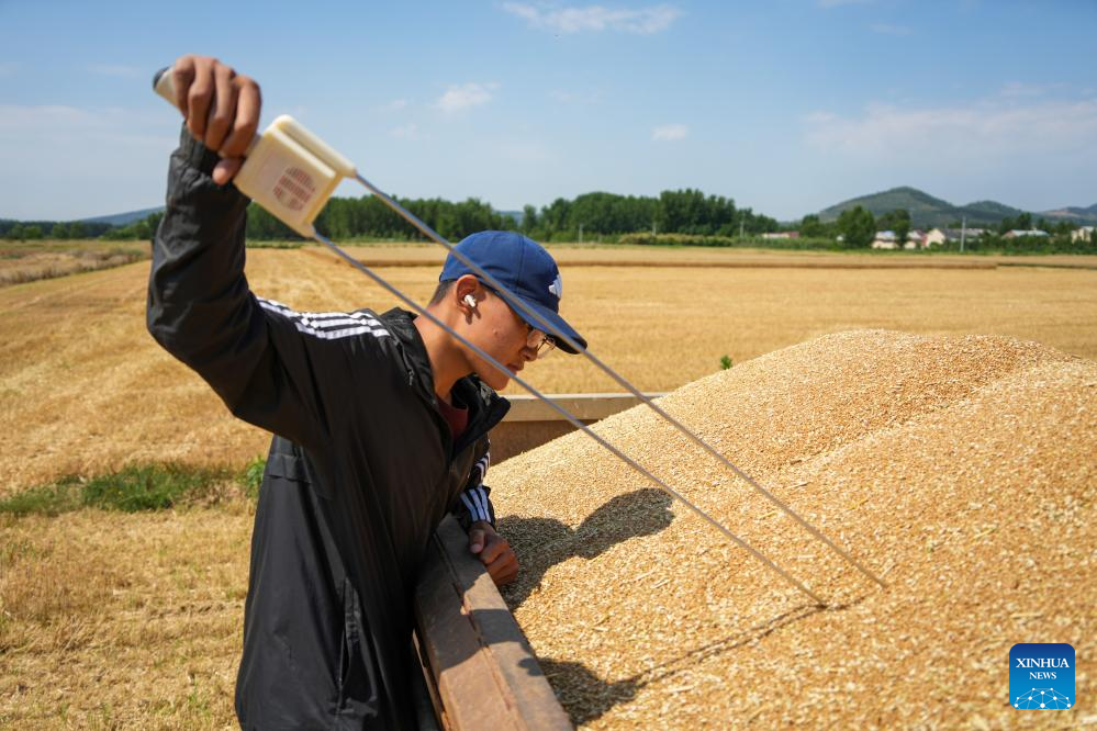 Petani mengukur kandungan air dalam gandum yang dituai di pekan Zhangzhuang, kaunti Yinan, provinsi Shandong, timur China, 10 Jun 2026. (Xinhua/Xu Suhui)