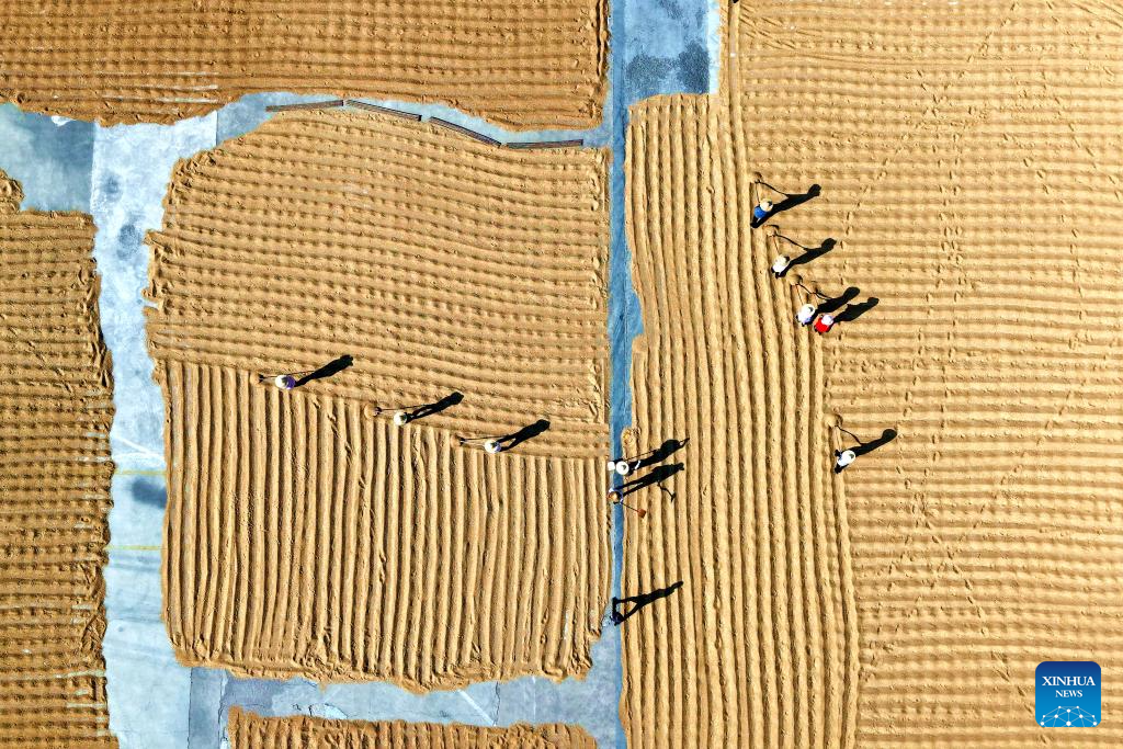 Foto dron bertarikh 9 Jun 2026 ini menunjukkan petani menganginkan gandum yang dituai di kaunti Pingyi, bandar Linyi, provinsi Shandong, timur China. (Xinhua/Wu Jiquan)