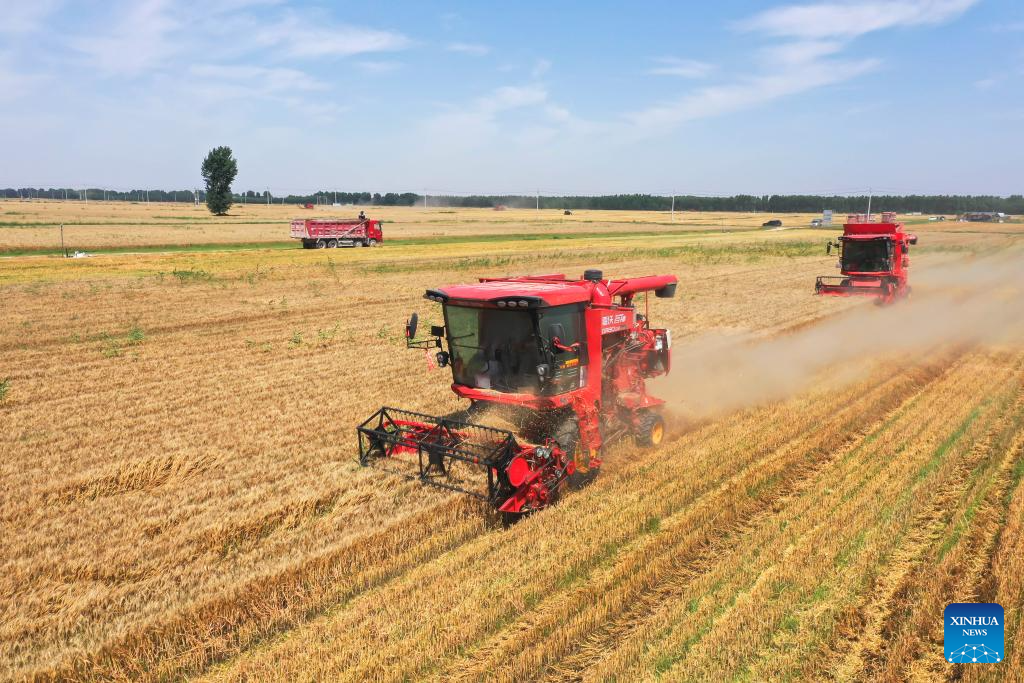 Foto dron bertarikh 9 Jun 2026 ini menunjukkan petani memandu jentera menuai gandum di kampung Zhaohe, bandar Xinhua, provinsi Jiangsu, timur China. (Xinhua/ Wang Linfeng)