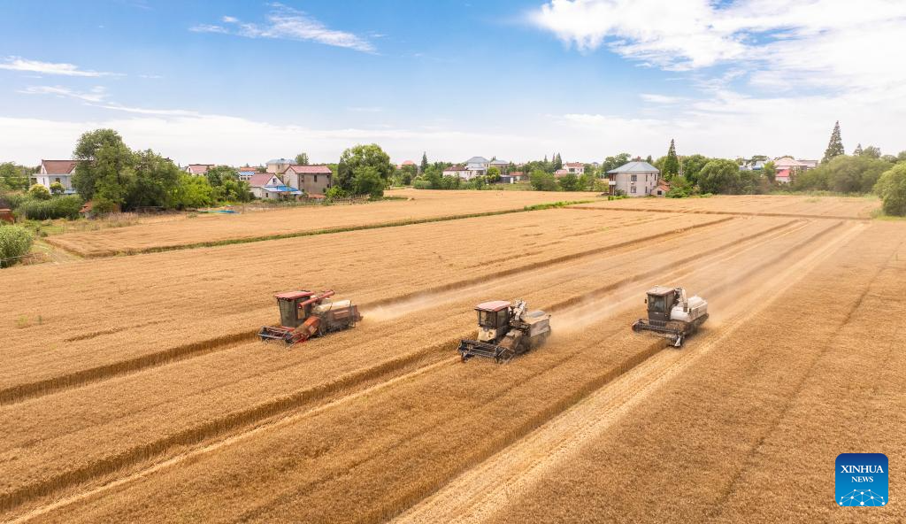 Foto dron bertarikh 9 Jun 2026 ini menunjukkan petani memandu jentera menuai gandum di kampung Zhaohe, bandar Xinhua, provinsi Jiangsu, timur China. (Xinhua/ Wang Linfeng)