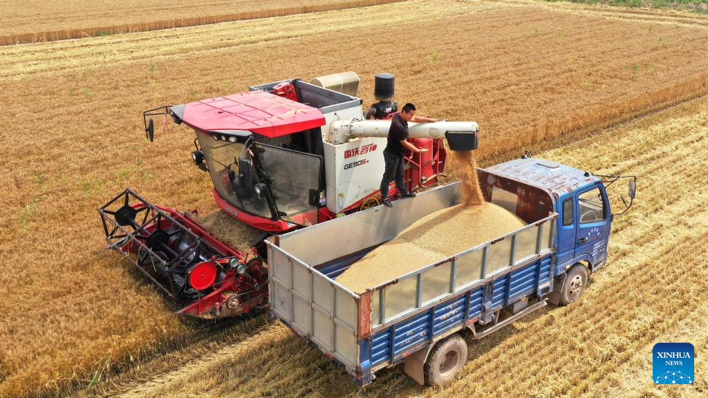 Foto dron bertarikh 9 Jun 2026 ini menunjukkan petani menganginkan gandum yang dituai di kaunti Pingyi, bandar Linyi, provinsi Shandong, timur China. (Xinhua/Wu Jiquan)