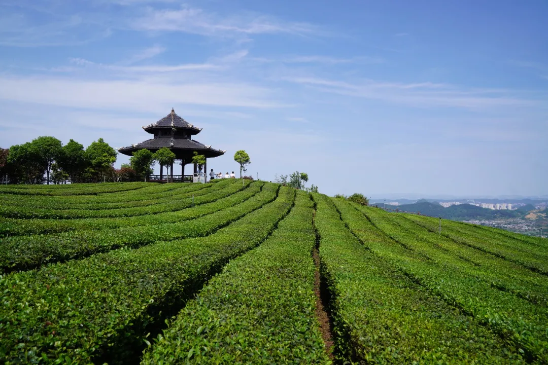 Kebun teh di kampung Jiu’an, Yanghuaxi. Foto oleh Sun Cao