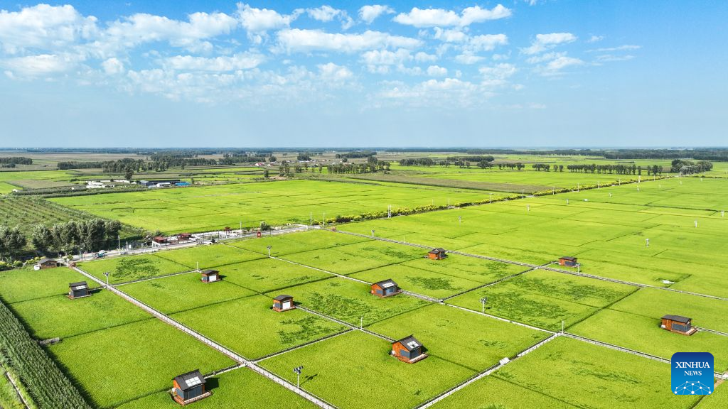 Foto panorama yang diambil pada 20 Ogos 2026 ini memaparkan pemandangan sawah di pekan Haolibao, wilayah autonomi Mongolia Dalam, utara China. (Xinhua/Bei He)