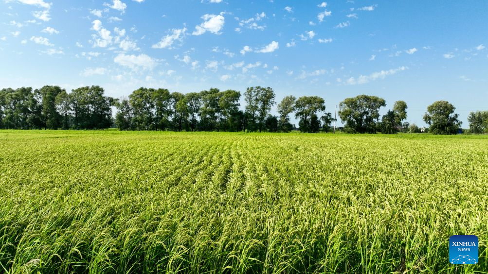 Foto panorama yang diambil pada 20 Ogos 2026 ini memaparkan pemandangan sawah di pekan Haolibao, wilayah autonomi Mongolia Dalam, utara China. (Xinhua/Bei He)