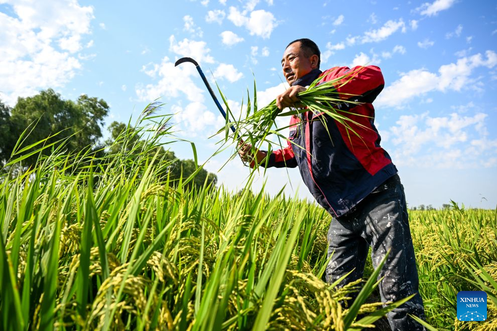 Seorang petani merumpai sawah di pekan Haolibao, wilayah autonomi Mongolia Dalam, utara China, 20 Ogos 2026. (Xinhua/Bei He)