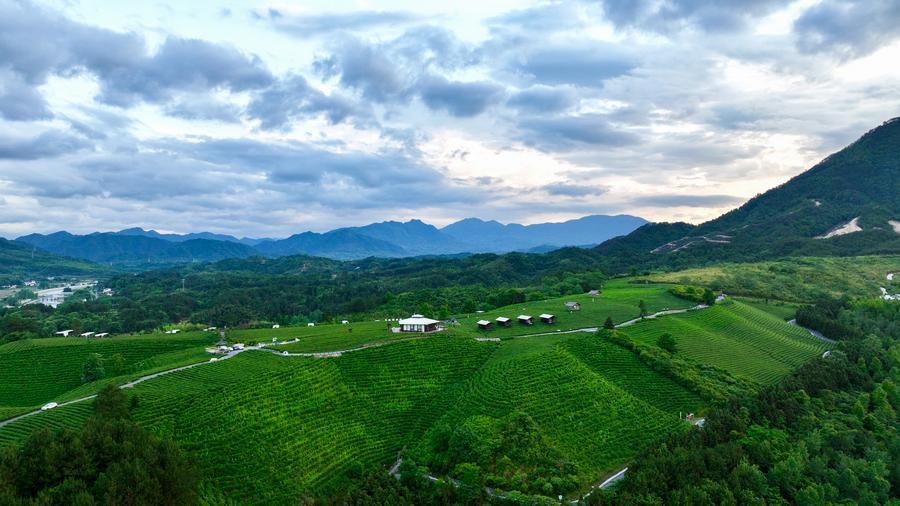 Foto dron bertarikh 15 Mei 2026 ini memaparkan pemandangan kebun teh kampung Luxi di kaunti Jingde, bandar Xuancheng, provinsi Anhui, timur China. (Xinhua/Zhou Mu)