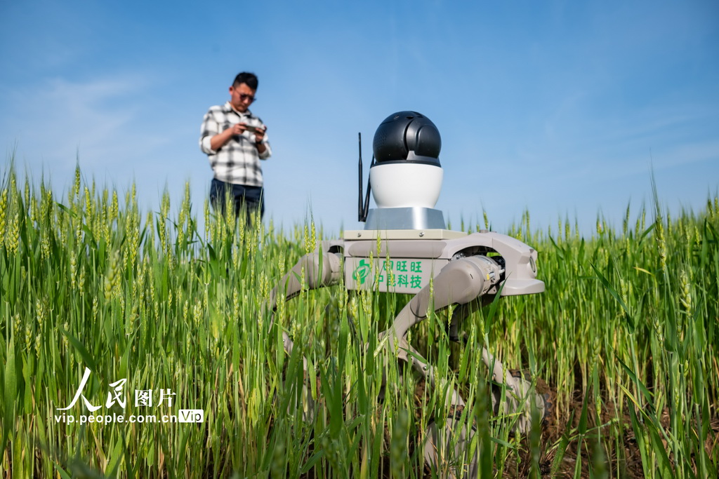 Juruteknik menggunakan anjing robot pemeriksa ladang untuk memeriksa pertumbuhan tanaman dalam masa nyata dan mengumpulkan data di sebuah ladang gandum di Hefei, provinsi Anhui, 24 April 2026. (vip.people.com.cn/He Yu)