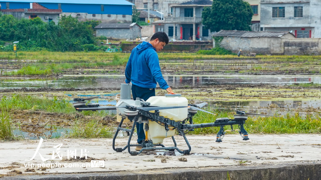 Petani bersiap sedia untuk operasi dron di ladang di Liuzhou, Guangxi, 23 Julai 2026. (vip.people.com.cn/Li Hanchi)