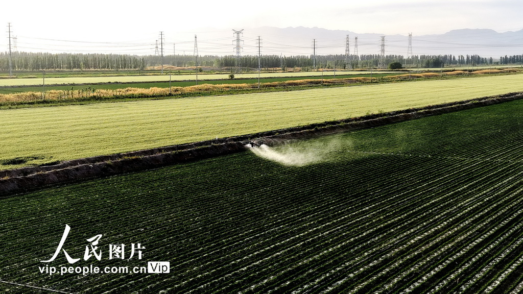 Pekerja mengawal dron yang digunakan untuk operasi penyemburan di Xinjiang, 19 Mei 2026. (vip.people.com.cn/Xie Jianglin)