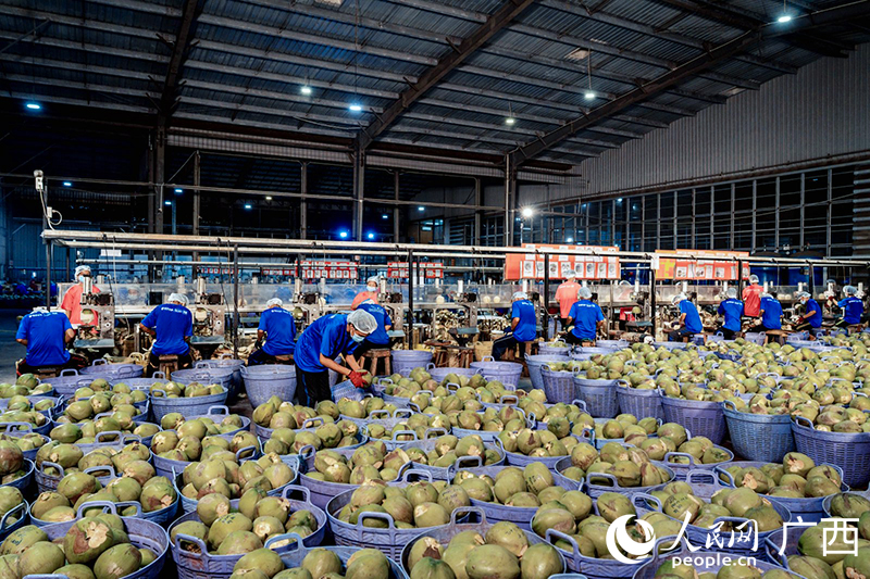 Pekerja memproses kelapa di kilang pemprosesan kelapa milik Qin Shaoyu di Thailand. (People's Daily Online/Yan Lizheng)