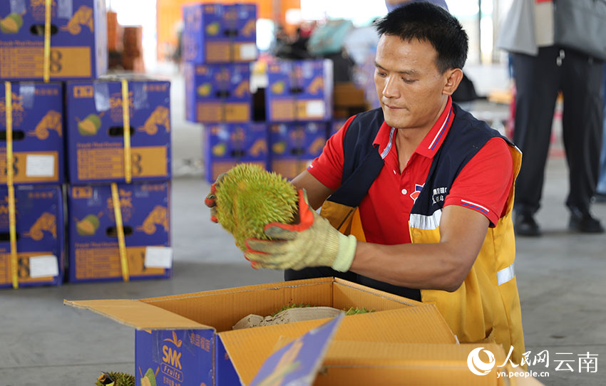 Seorang pekerja menurunkan dan mengisih durian Thailand di Stesen Barat Wangjiaying di Kunming, provinsi Yunnan, barat daya China. (People's Daily Online/Li Faxing)