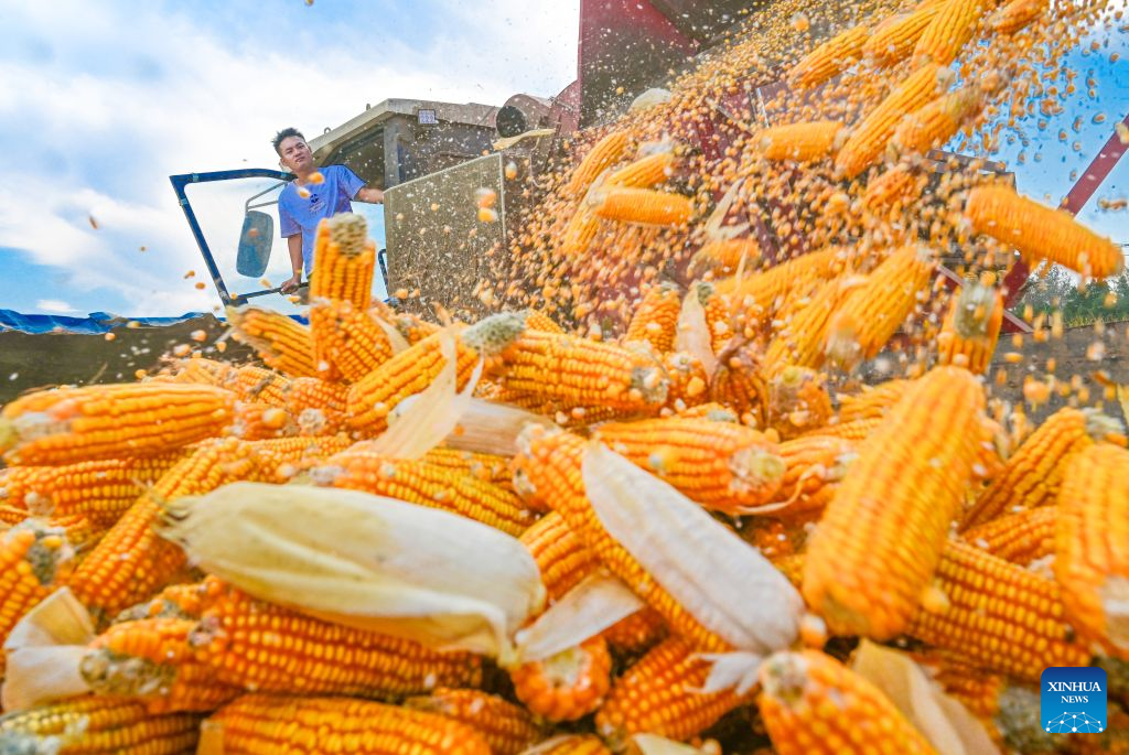Seorang petani menuai jagung di sebuah ladang di kaunti Xiayi, bandar Shangqiu, provinsi Henan, tengah China, 8 Oktober 2026. (Foto oleh Wang Gaochao/Xinhua)
