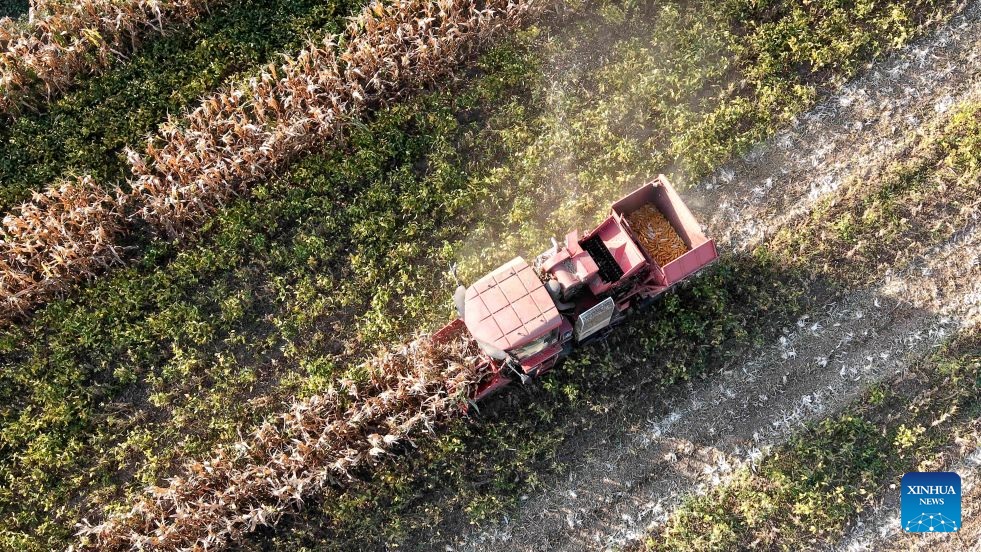 Foto dron bertarikh 8 Oktober 2026 ini menunjukkan sebuah jentera penuai sedang menuai jagung di kaunti Pingyi, bandar Linyi, provinsi Shandong, timur China. (Foto oleh Wu Jiquan/Xinhua)