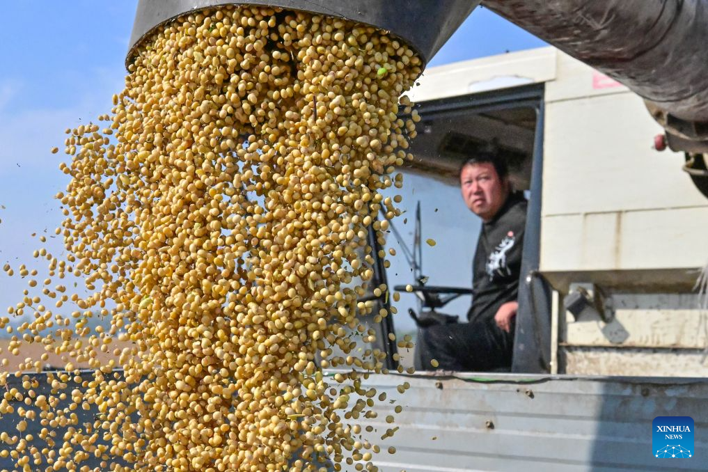 Seorang pengendali jentera pertanian memuatkan kacang soya yang dituai ke dalam sebuah kenderaan di pekan Baimasi, bandar Luoyang, provinsi Henan, tengah China, 8 Oktober 2026. (Foto oleh Li Weichao/Xinhua)