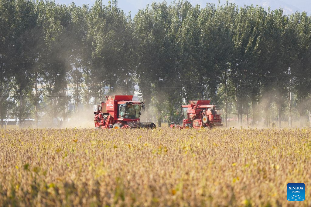 Pekerja memandu jentera penuai untuk menuai kacang soya di pekan Xiwan, bandar Qinyang, provinsi Henan, tengah China, 8 Oktober 2026. (Foto oleh Zhang Xinyu/Xinhua)