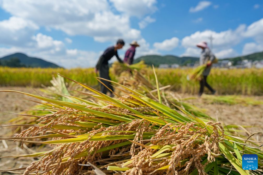 Petani menuai padi di sebuah sawah di kaunti Luliang, bandar Qujiang, provinsi Yunnan, barat daya China, 8 Oktober 2026. (Foto oleh Wang Yong/Xinhua)