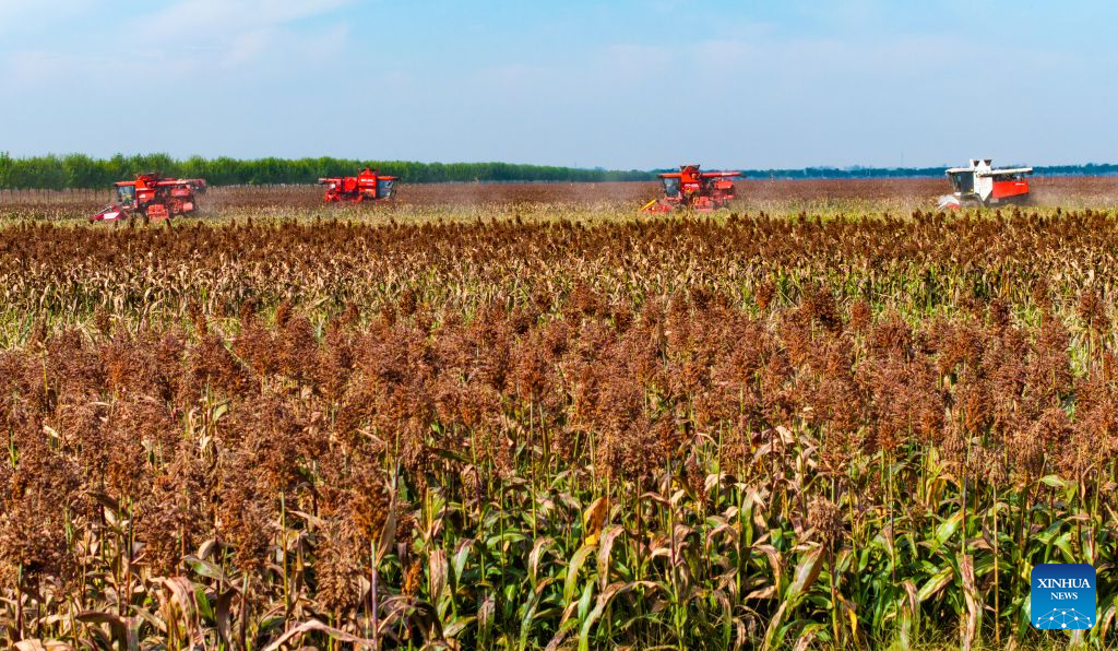 Jentera penuai menuai betari di sebuah kawasan demonstrasi tanah ladang di kaunti Xiping, bandar Zhumadian, provinsi Henan, tengah China, 8 Oktober 2026. (Foto oleh Zhao Yongtao/Xinhua) 