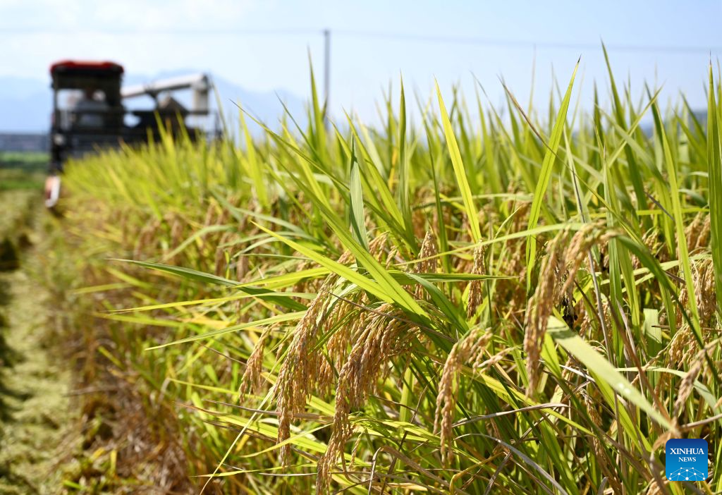 Seorang petani memandu jentera penuai untuk menuai sawah di sebuah taman perindustrian pertanian di kaunti Wuyi, bandar Jinhua, provinsi Zhejiang, timur China, 8 Oktober 2026. (Foto oleh Zhang Jiancheng/Xinhua)