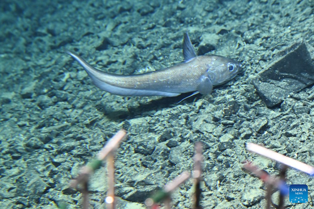 Foto yang diambil pada 15 Oktober 2026 ini menunjukkan ikan rattail yang dilihat melalui tingkap modul penyelam laut dalam Jiaolong. (Xinhua/Li Xin)