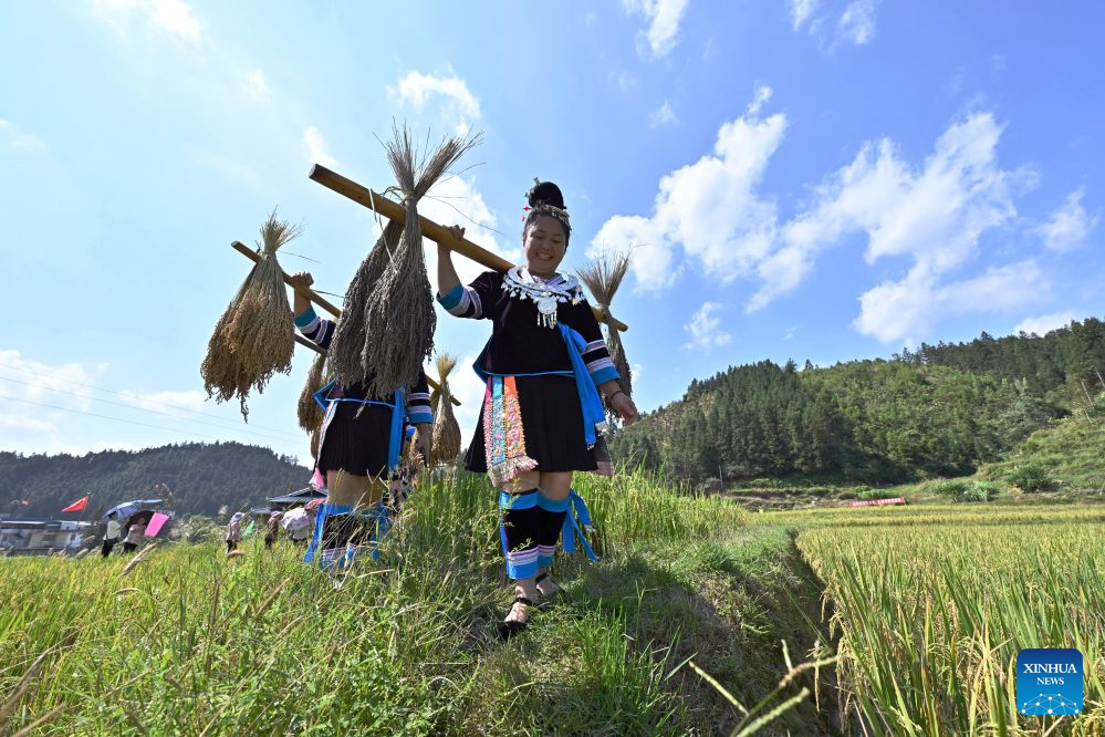 Penduduk kampung berjalan membawa padi pulut yang dituai di kampung Liangzhai, kaunti autonomi Miao Rongshui, wilayah autonomi Zhuang Guangxi, selatan China, 20 Oktober 2026. (Xinhua/Huang Xiaobang)