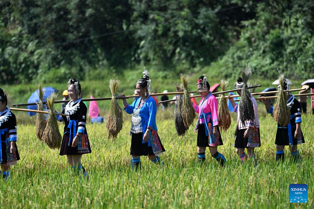 Penduduk kampung berjalan membawa padi pulut yang dituai di kampung Liangzhai, kaunti autonomi Miao Rongshui, wilayah autonomi Zhuang Guangxi, selatan China, 20 Oktober 2026. (Xinhua/Huang Xiaobang)