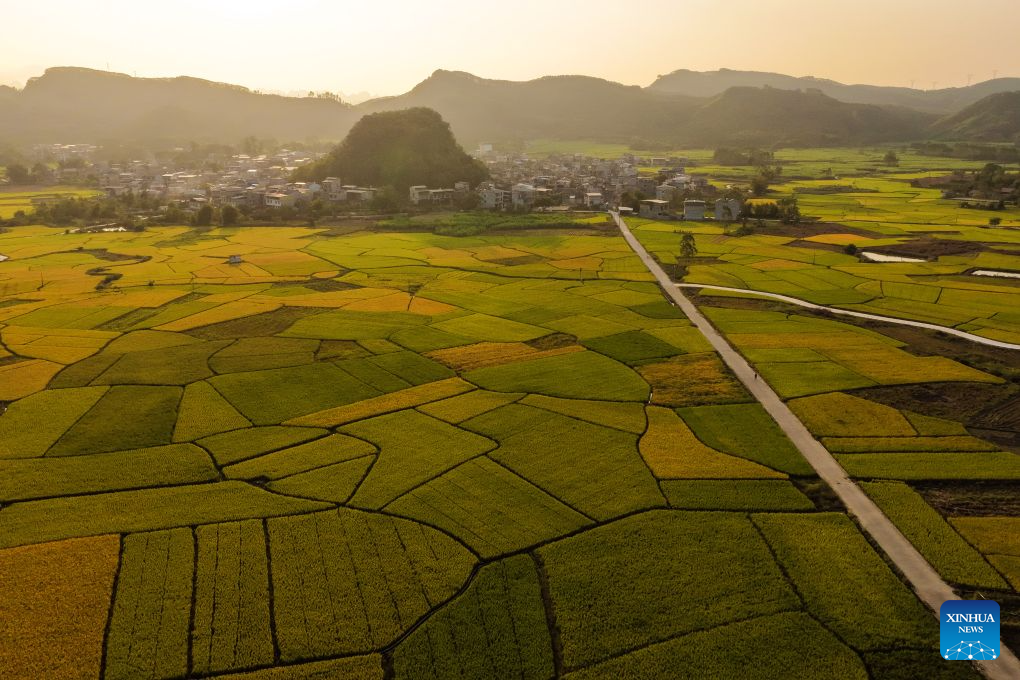 Foto dron bertarikh 24 Oktober 2026 ini menunjukkan sawah padi di pekan Rongshui, kaunti autonomi Miao Rongshui, wilayah autonomi Zhuang Guangxi, selatan China. (Foto oleh Long Linzhi/Xinhua)